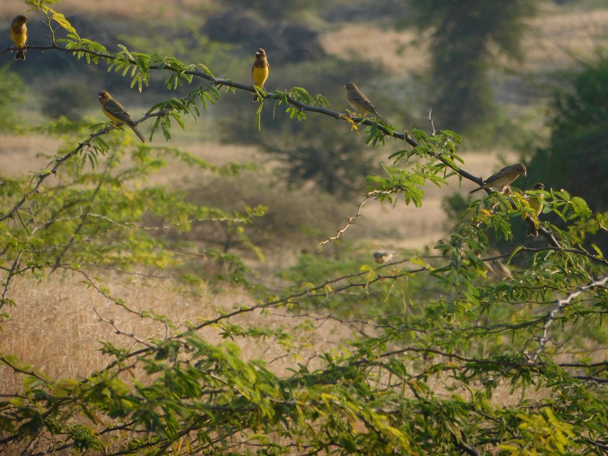 Вівсянка рудоголова - ML646175012