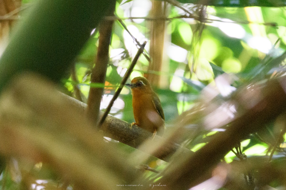 Добаш білобровий - ML646175013