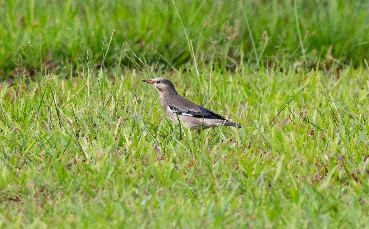 Шпак червонодзьобий - ML646175015