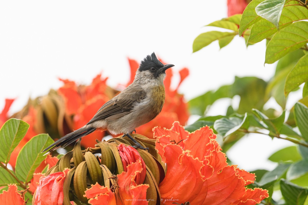 Бюльбюль індокитайський - ML646175016