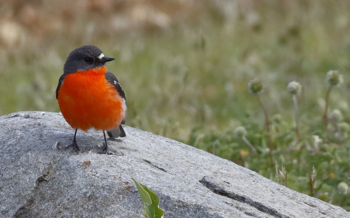 Тоутоваї вогнистий - ML646175017