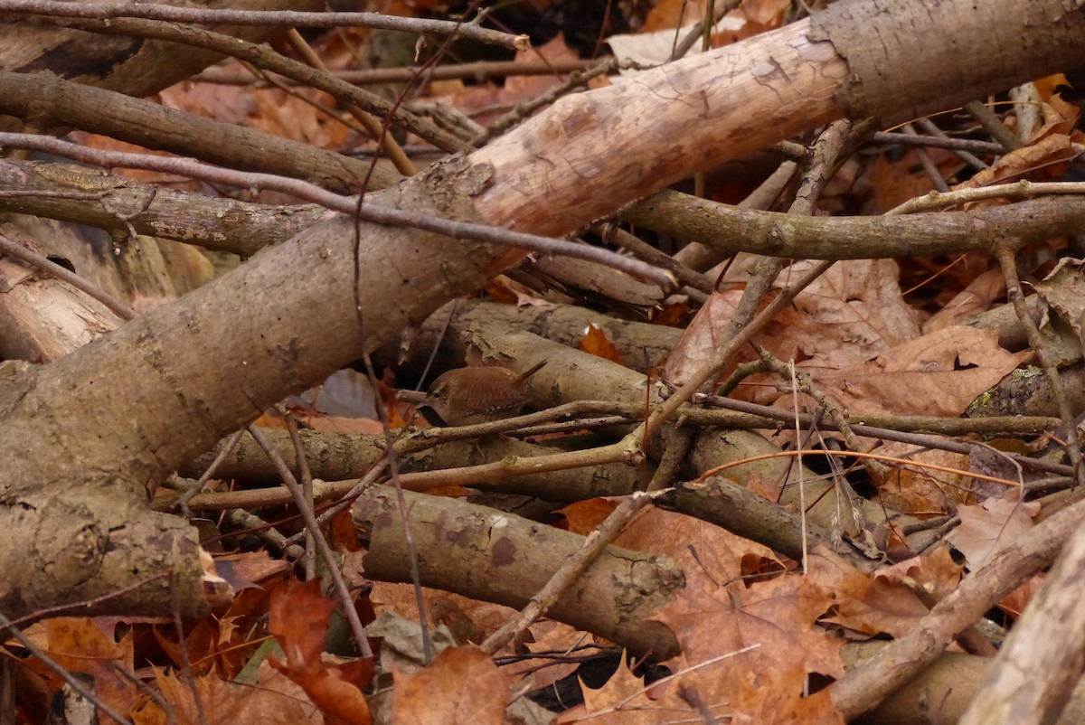 Волове очко - ML646175018