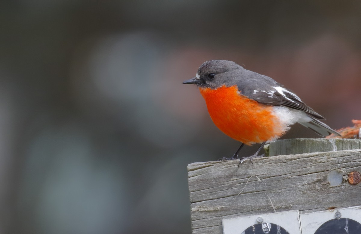 Тоутоваї вогнистий - ML646175019