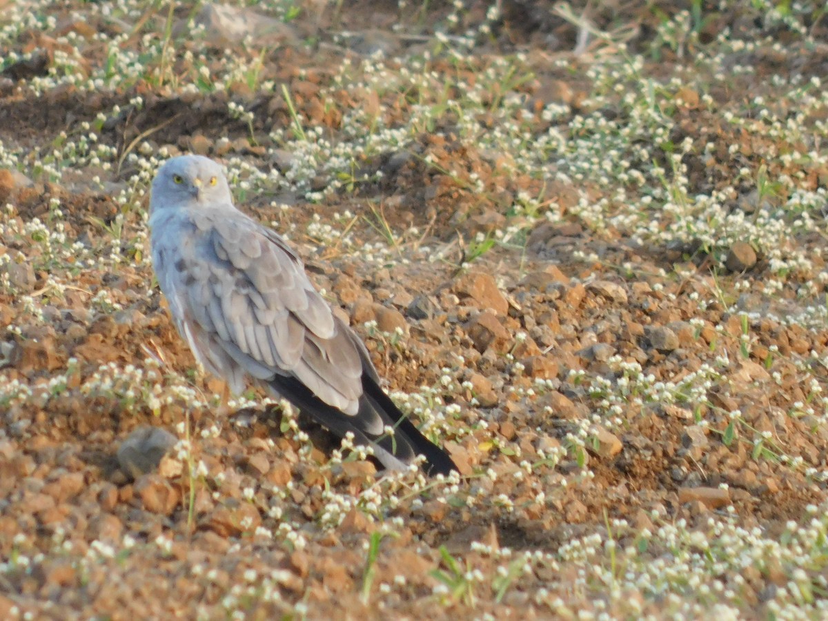 Лунь лучний - ML646175020