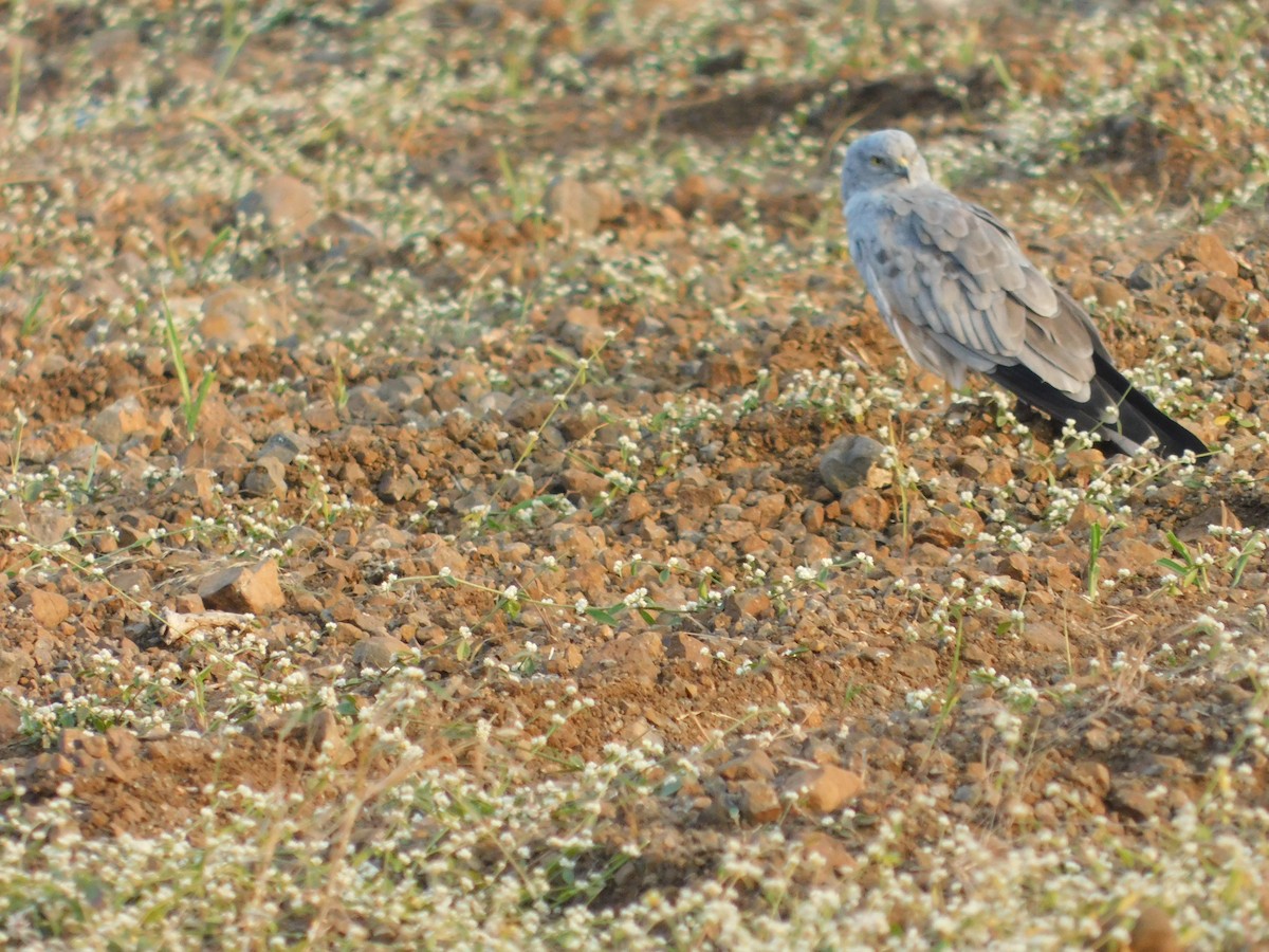 Лунь лучний - ML646175021