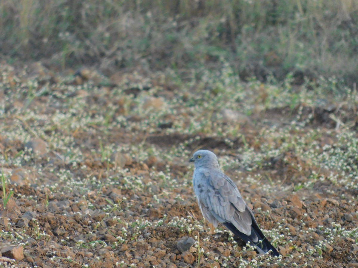 Лунь лучний - ML646175022