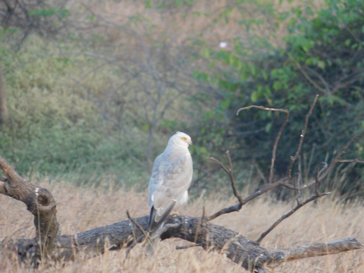 Лунь степовий - ML646175023