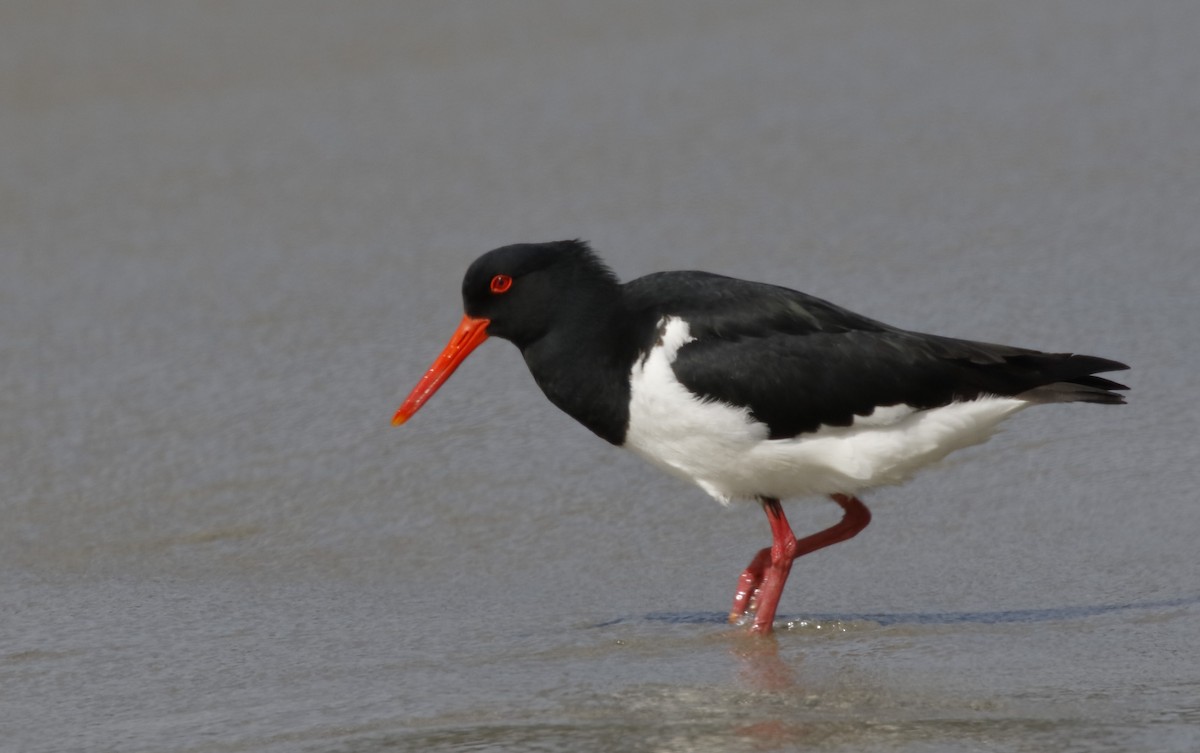 Кулик-сорока довгодзьобий - ML646175024