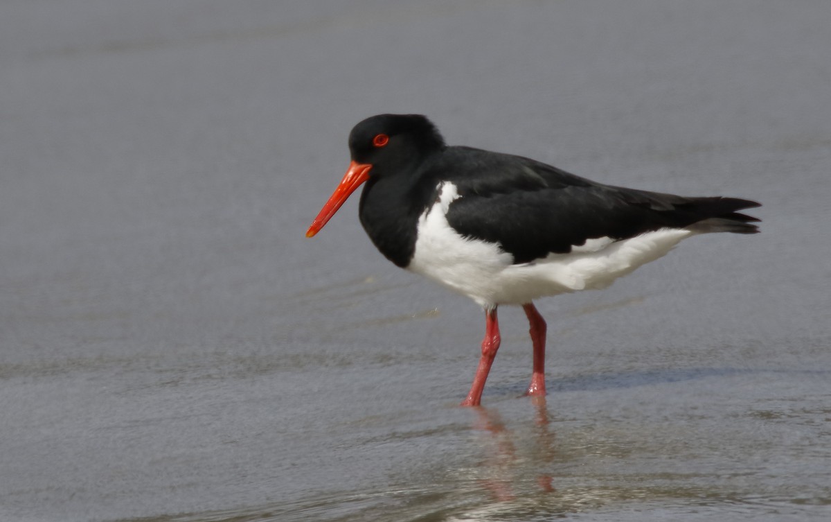 Кулик-сорока довгодзьобий - ML646175025