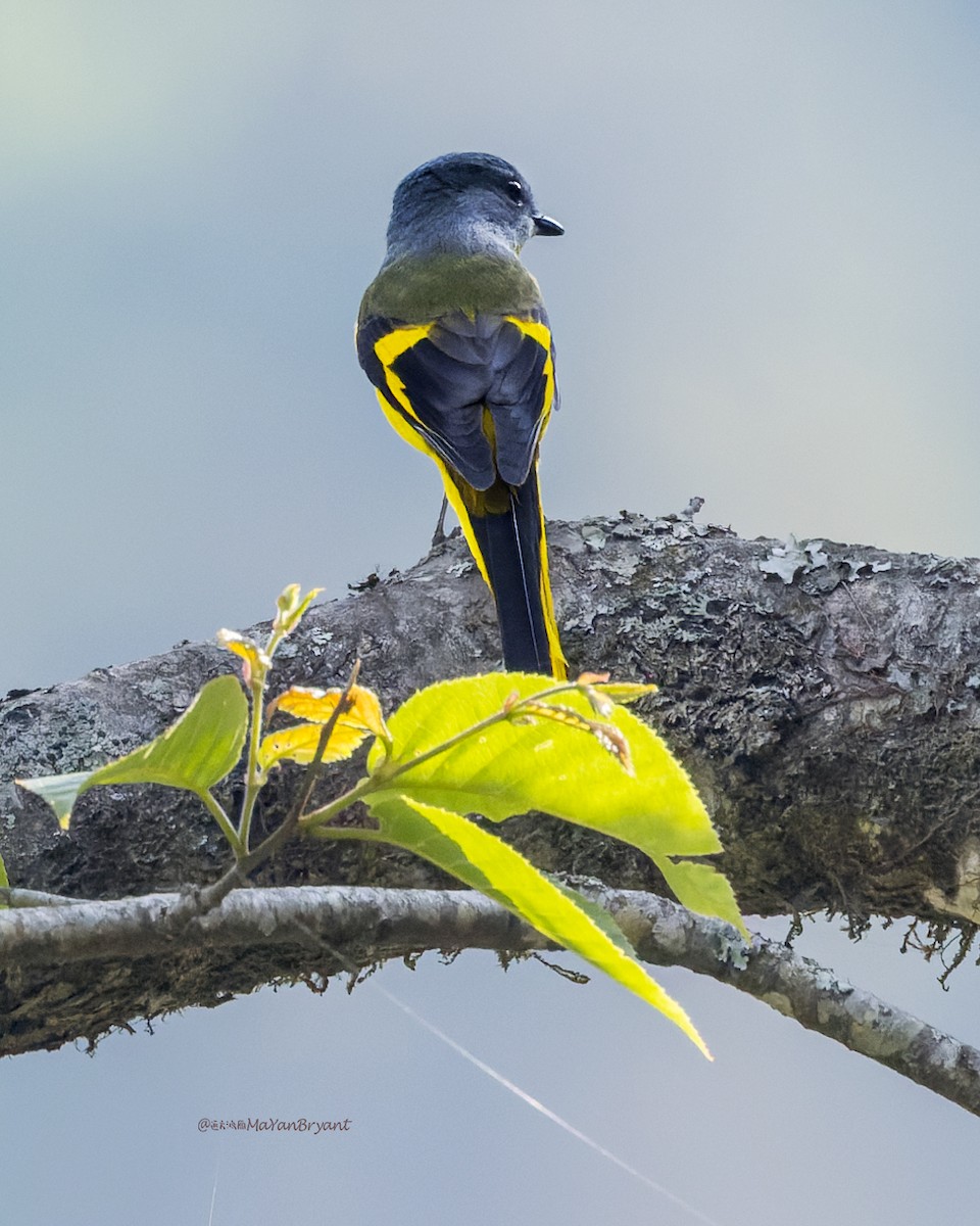 Личинкоїд сірощокий - ML646175026