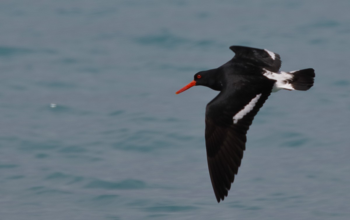 Кулик-сорока довгодзьобий - ML646175027