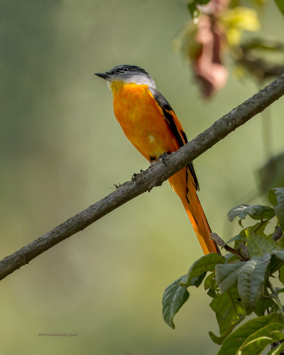 Личинкоїд сірощокий - ML646175028