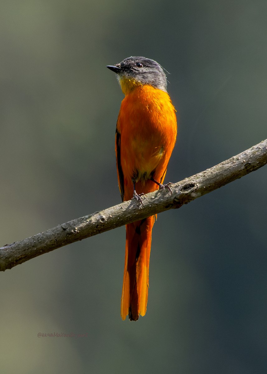 Личинкоїд сірощокий - ML646175029