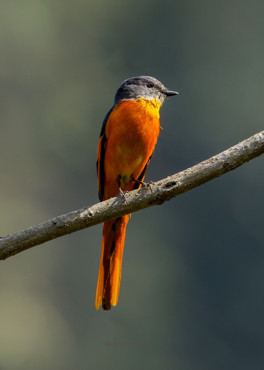 Личинкоїд сірощокий - ML646175030