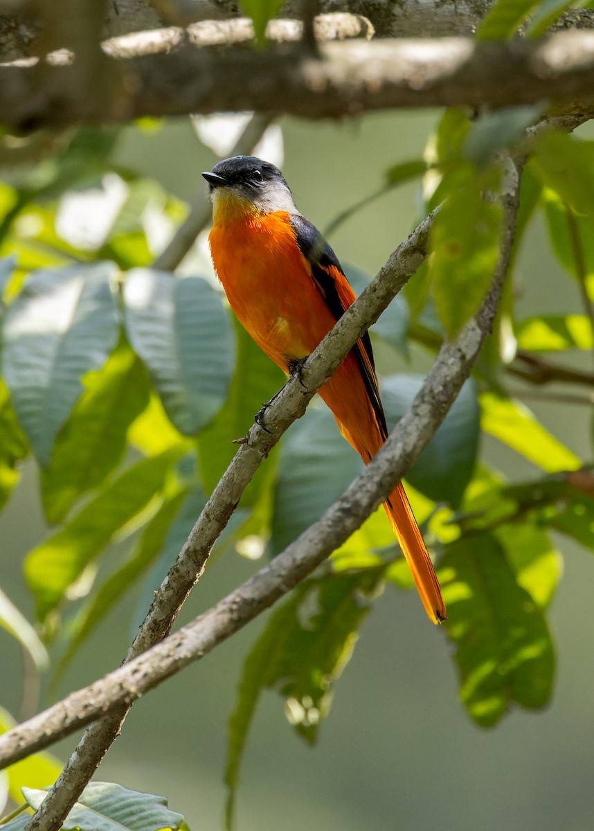 Личинкоїд сірощокий - ML646175031