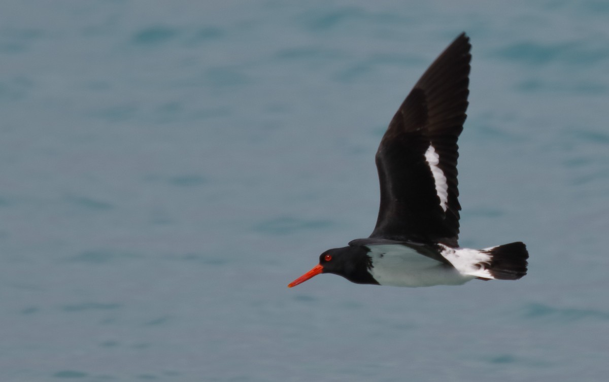 Кулик-сорока довгодзьобий - ML646175032