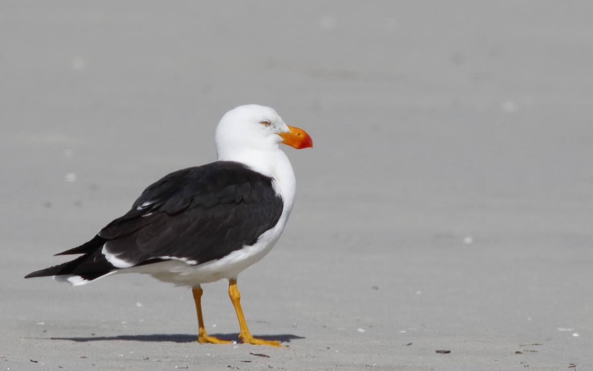 Мартин товстодзьобий - ML646175033