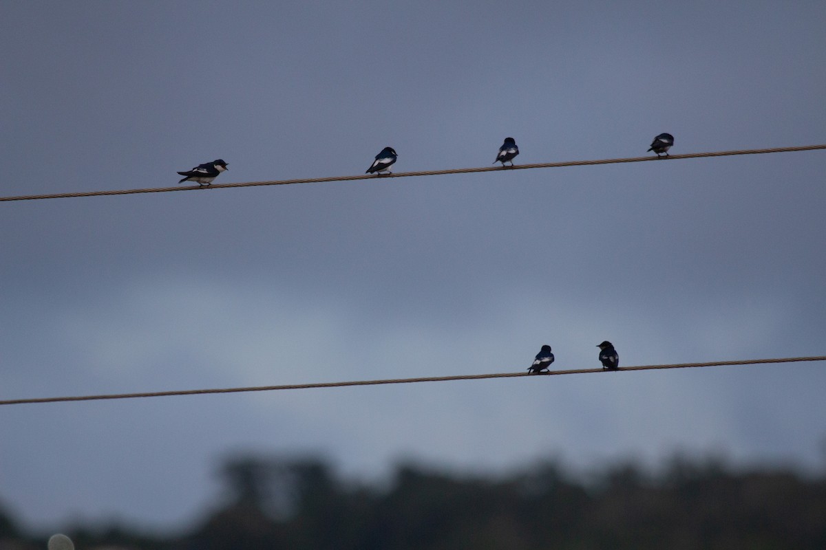 Ak Kanatlı Kırlangıç - ML646175034