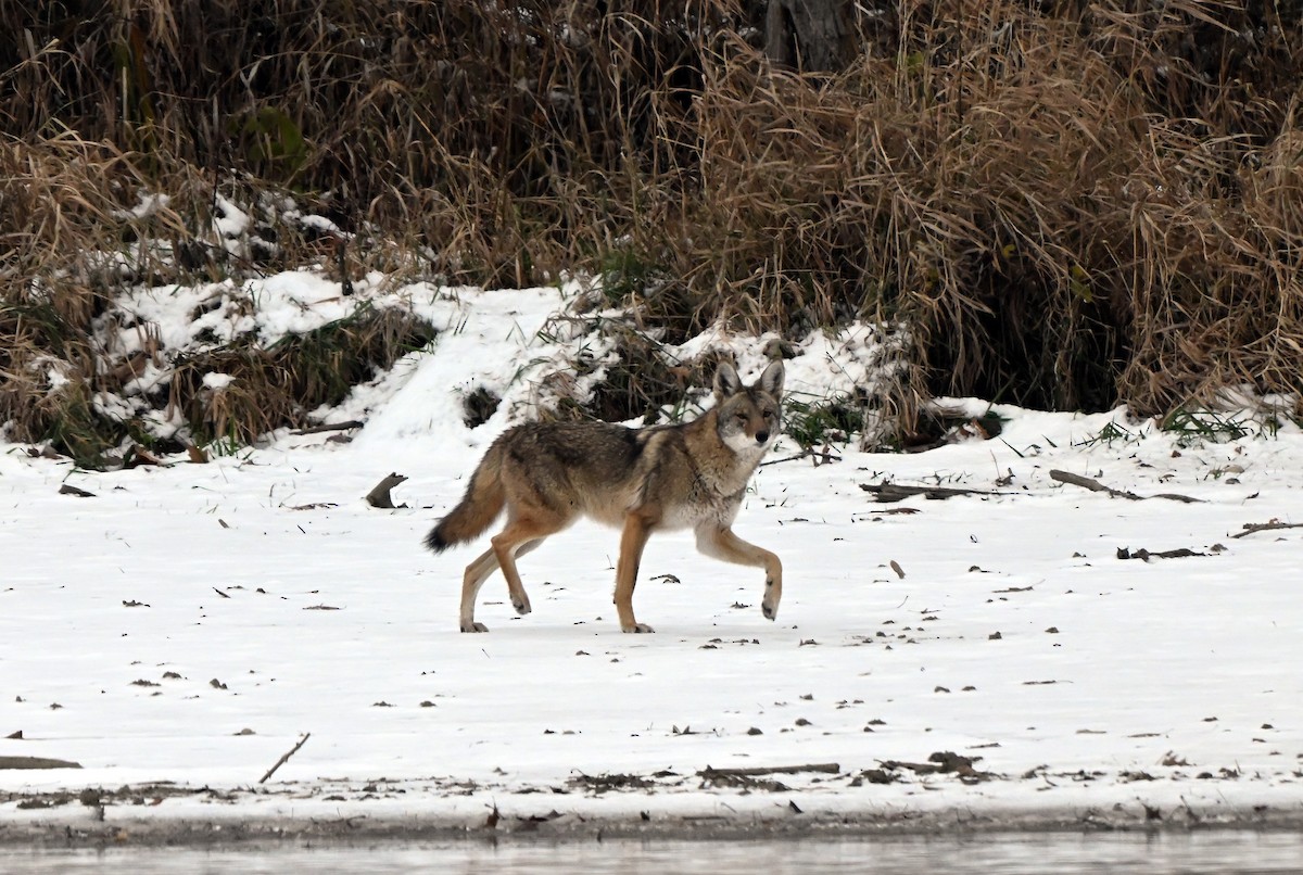 Coyote - ML646175037