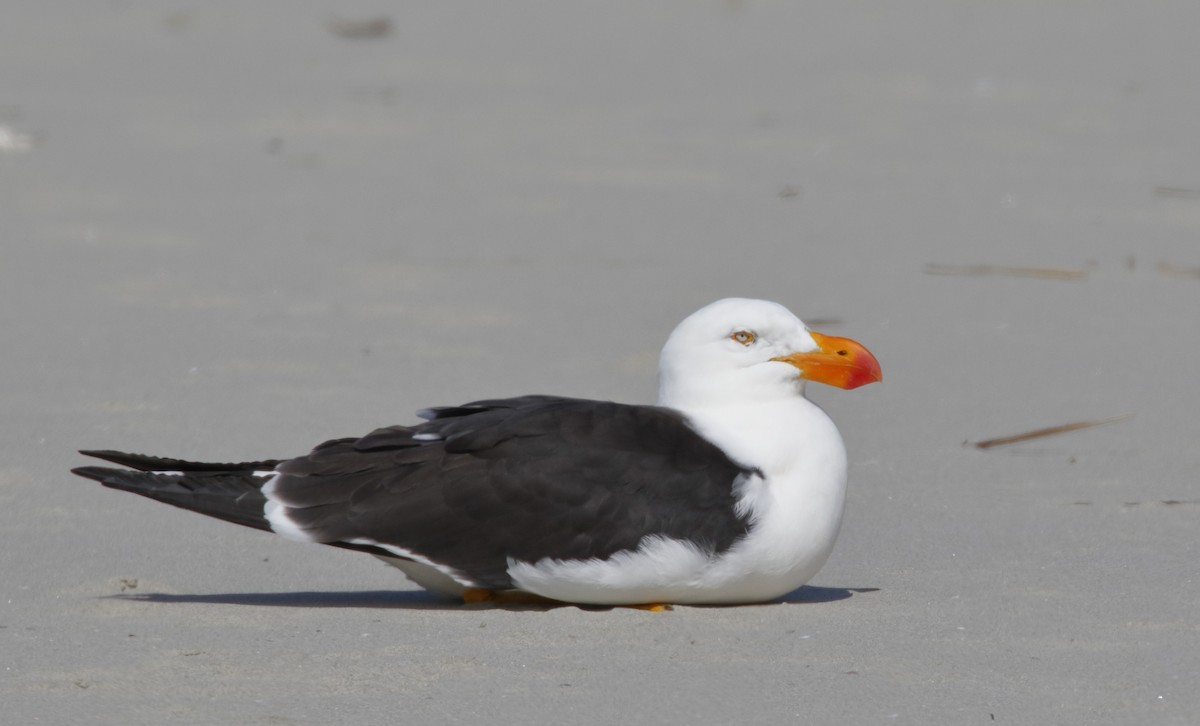 Pasifik Martısı - ML646175040