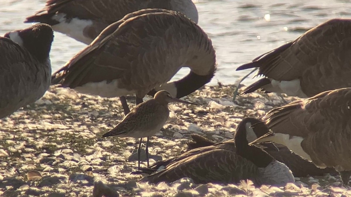 Kıyı Çamurçulluğu - ML646175041