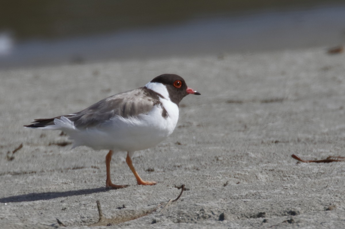 Kara Başlı Cılıbıt - ML646175042