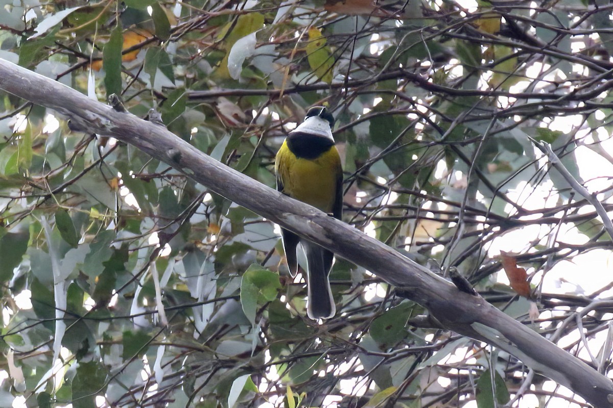 Altuni Islıkçı - ML646175045