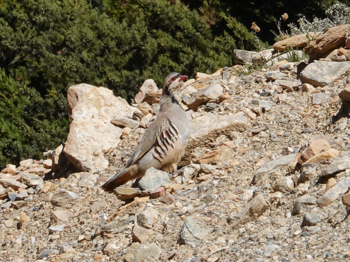 Kınalı Keklik - ML646175046