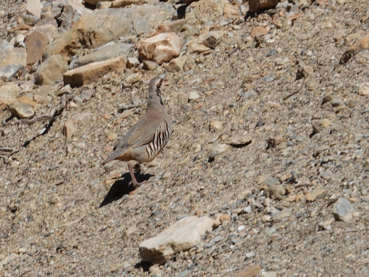 Kınalı Keklik - ML646175047