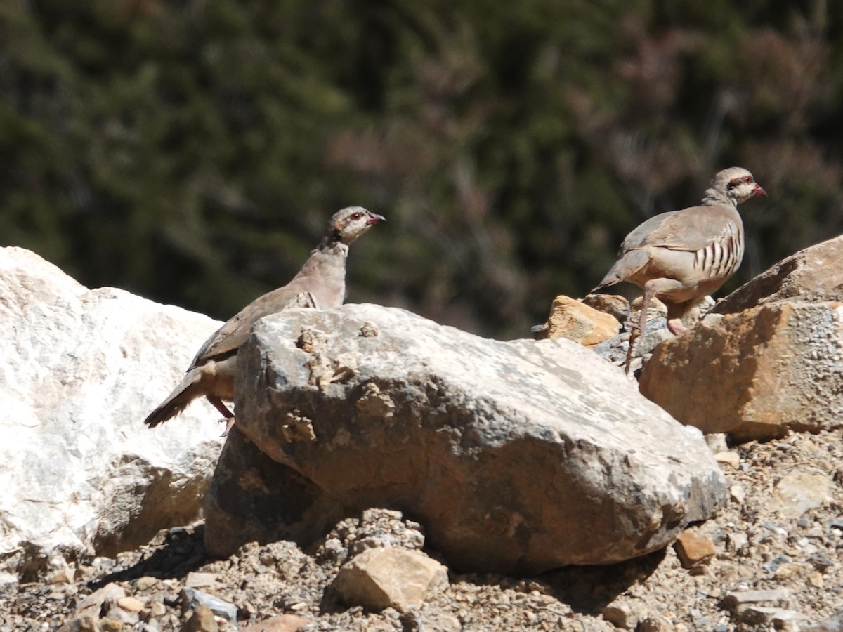 Kınalı Keklik - ML646175048