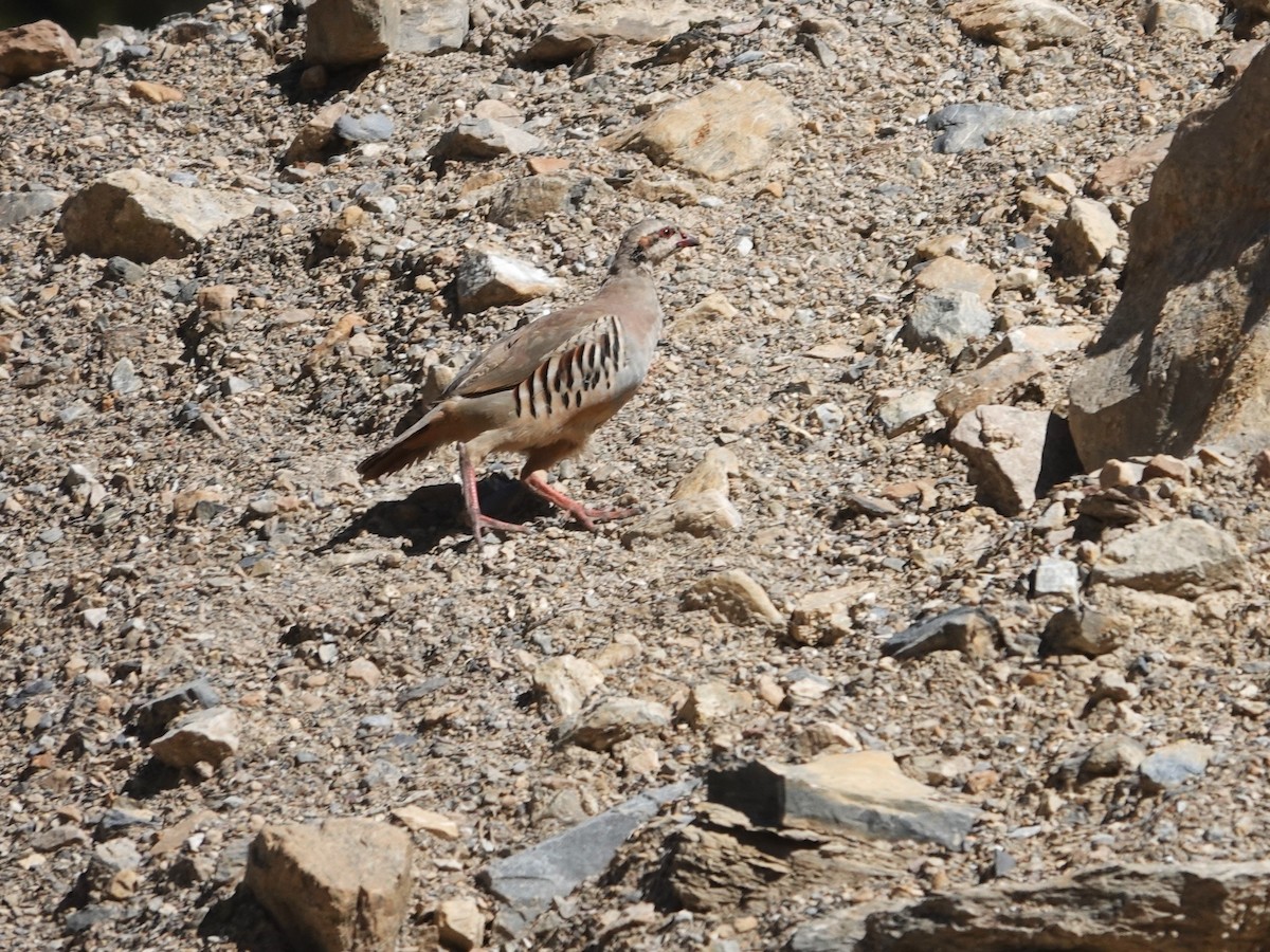 Kınalı Keklik - ML646175049