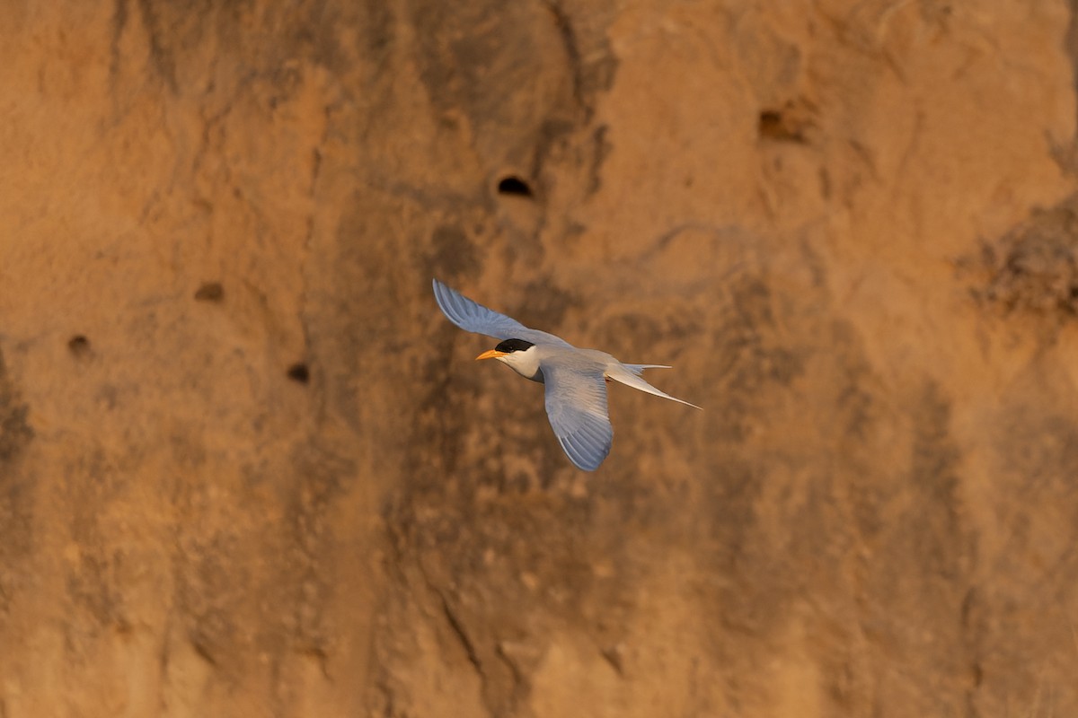 Hint Sumrusu - ML646175052