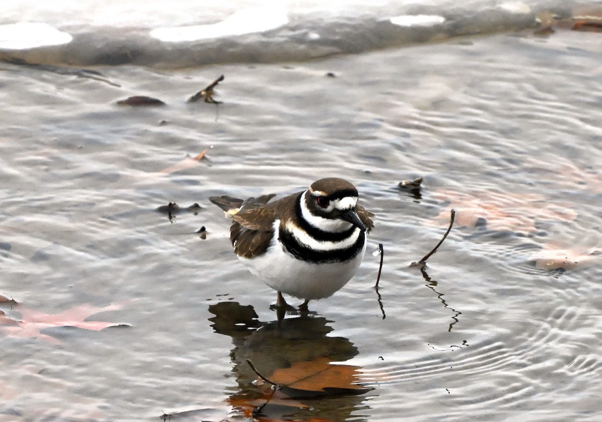 Çayır Cılıbıtı - ML646175053