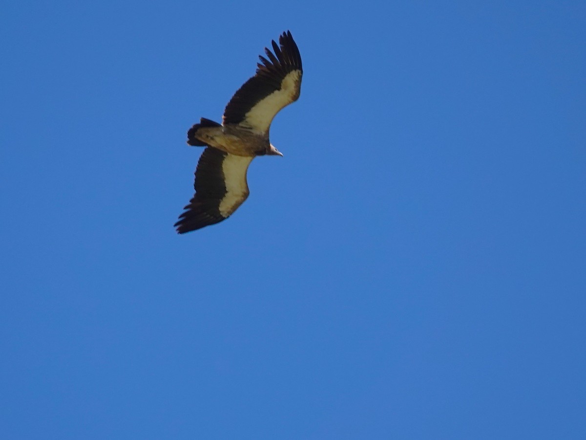 Himalaya Akbabası - ML646175055