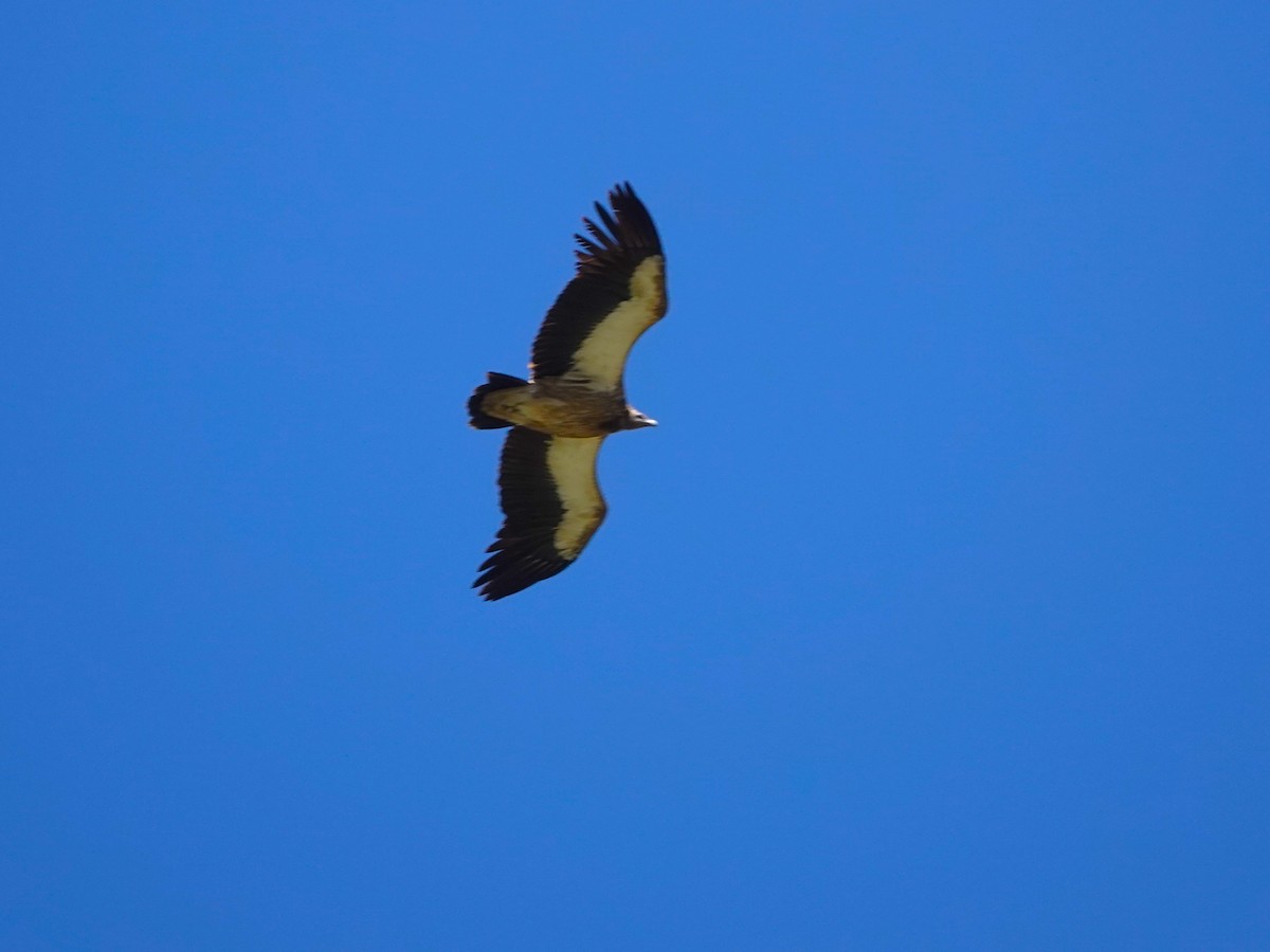 Himalaya Akbabası - ML646175056