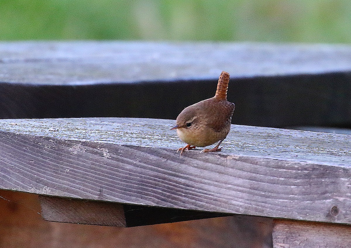 Çıtkuşu - ML646175060