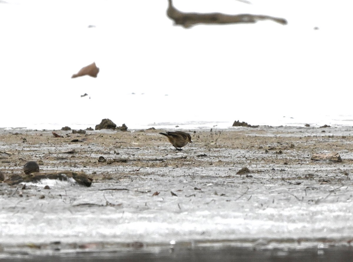 Amerika İncirkuşu - ML646175062