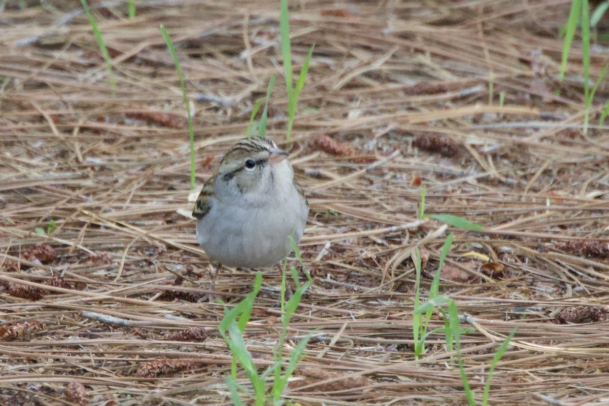 Cırcır Sesli Serçe - ML646175063