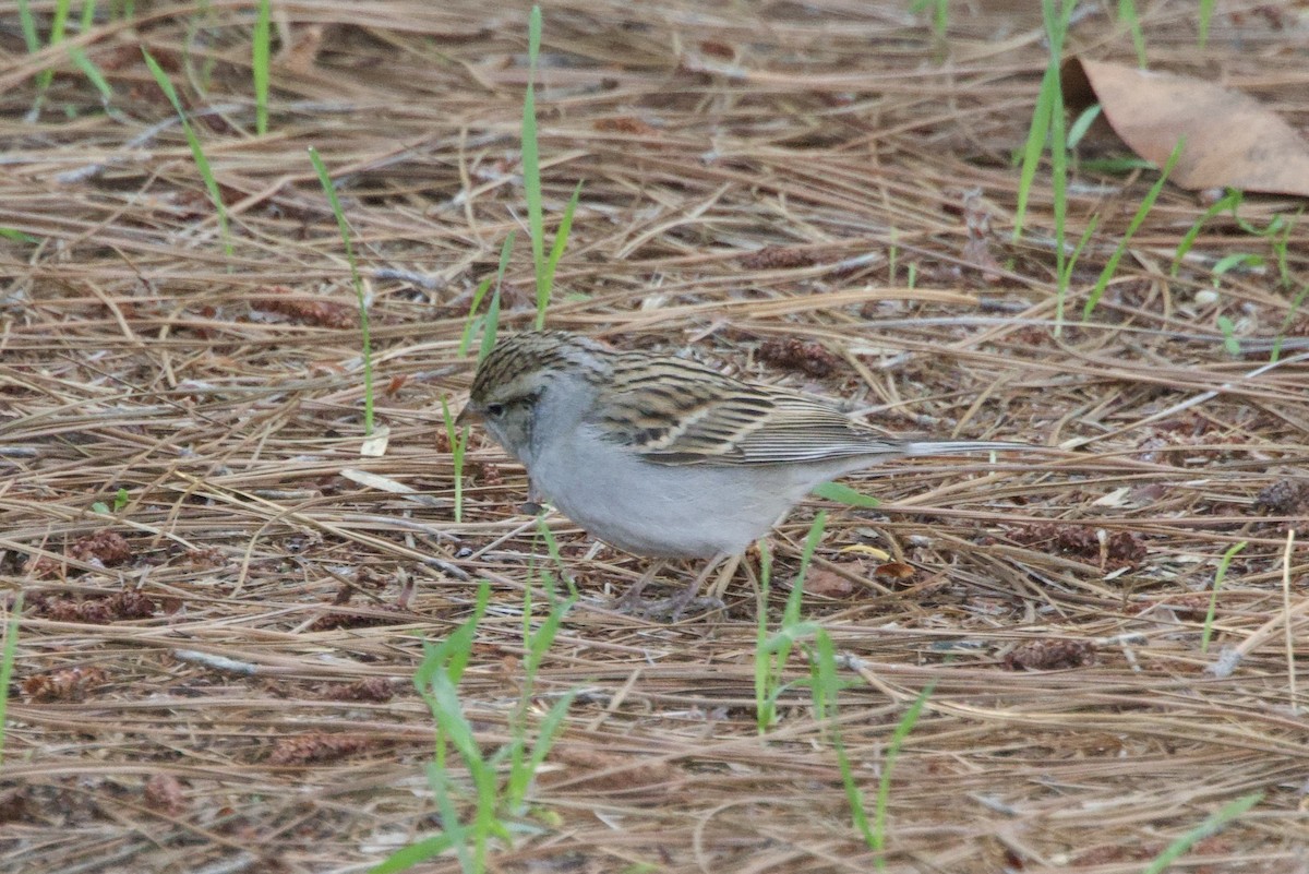 Cırcır Sesli Serçe - ML646175064