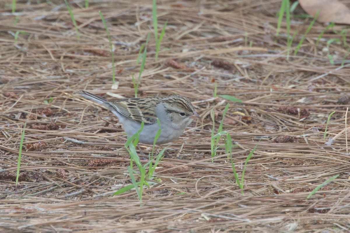 Cırcır Sesli Serçe - ML646175065