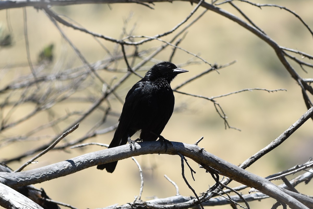 Patagonya Karatavuğu - ML646175067