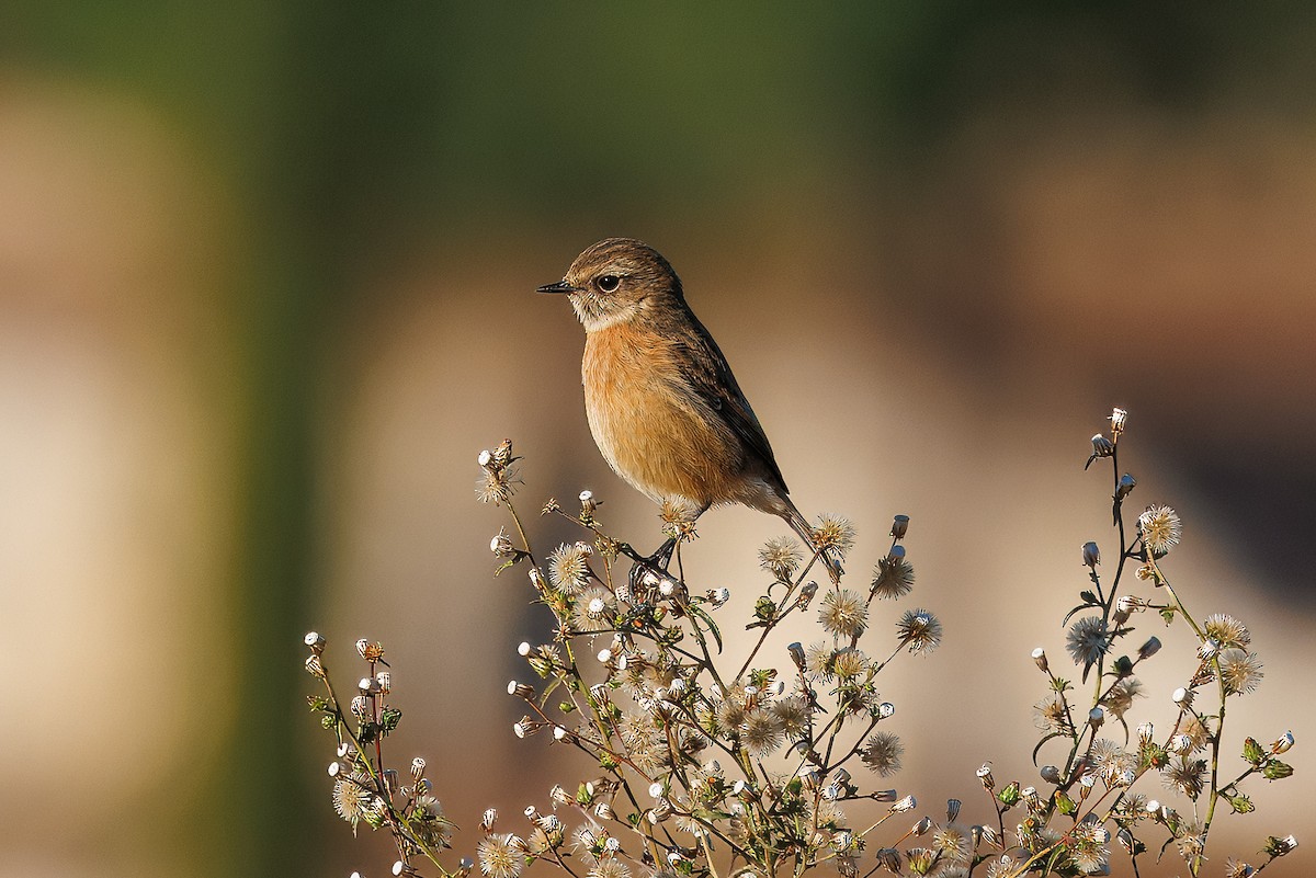 Taşkuşu - ML646175068