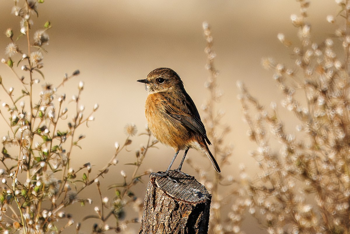 Taşkuşu - ML646175069