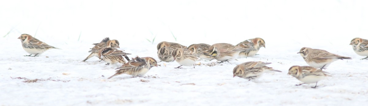 Mahmuzlu Çinte - ML646175073