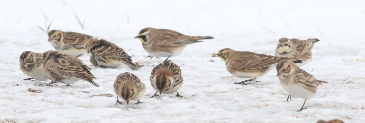 Mahmuzlu Çinte - ML646175074