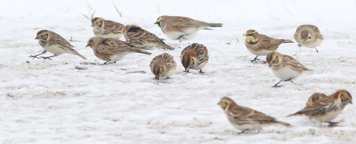 Mahmuzlu Çinte - ML646175075