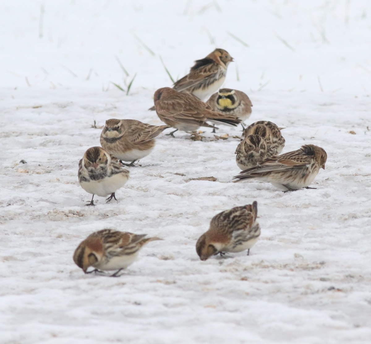 Mahmuzlu Çinte - ML646175076