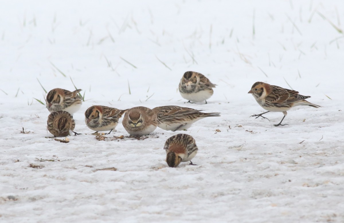 Mahmuzlu Çinte - ML646175077