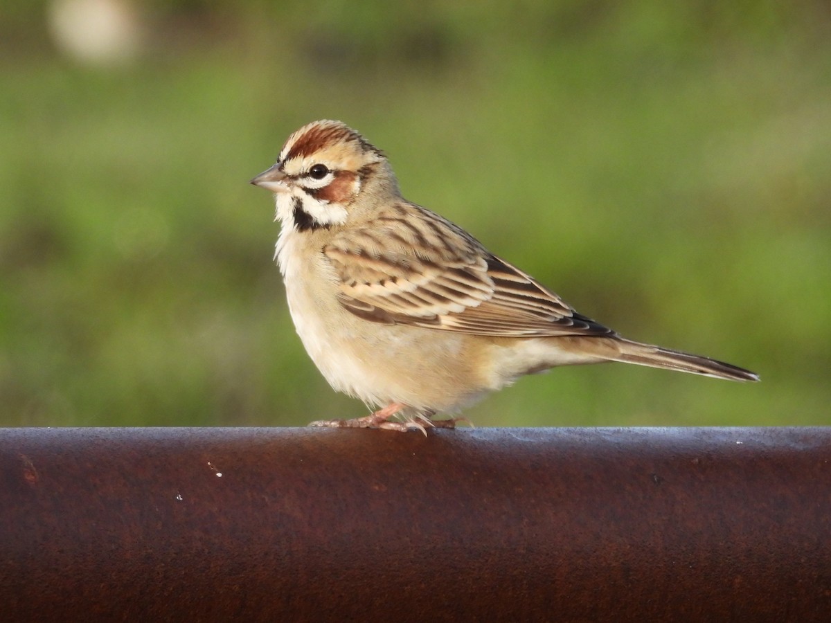 Toygar Serçesi - ML646175078