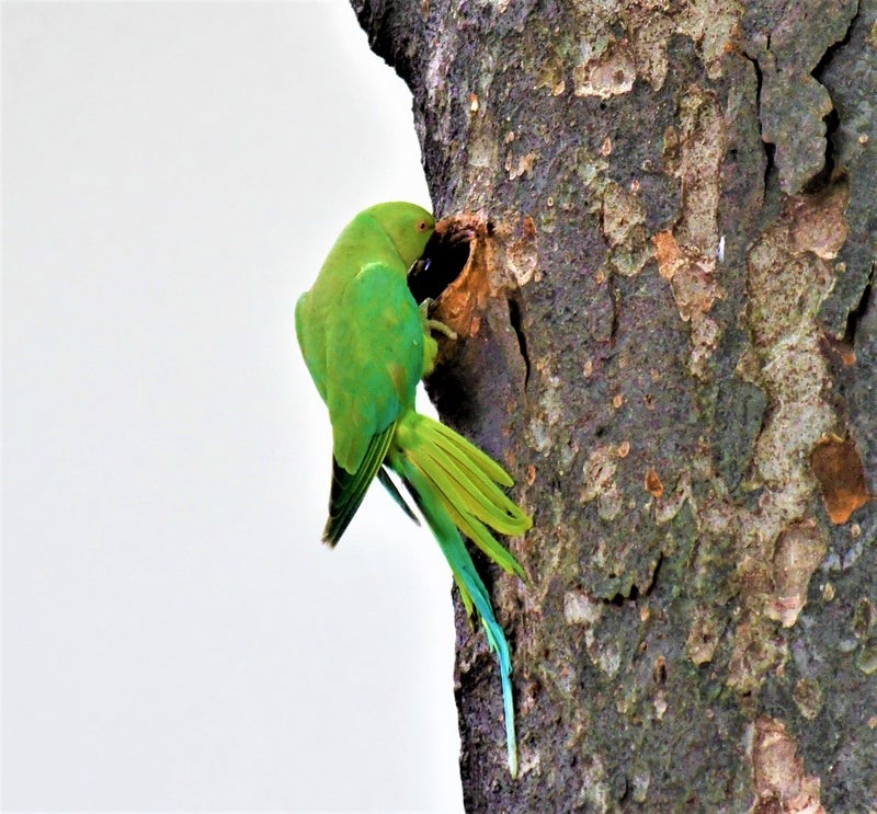 Rose-ringed Parakeet - ML646175090